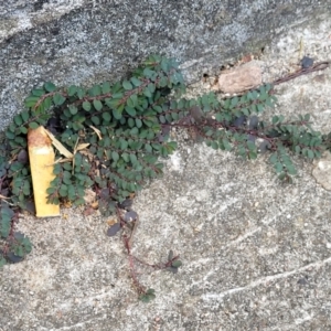 Euphorbia prostrata at Ulladulla, NSW - 9 Sep 2023 03:49 PM