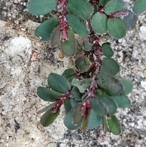 Euphorbia prostrata at Ulladulla, NSW - 9 Sep 2023 03:49 PM