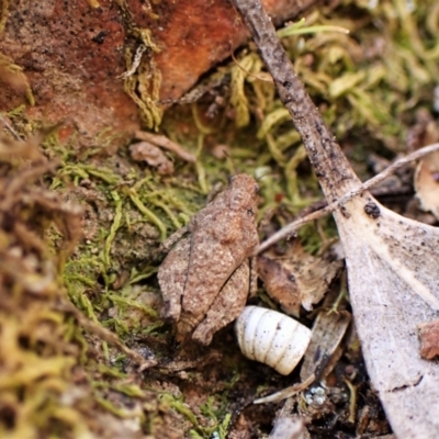 Tetrigidae (family) (Pygmy grasshopper) at Mount Painter - 7 Sep 2023 by CathB