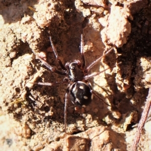 Habronestes bradleyi at Belconnen, ACT - 7 Sep 2023