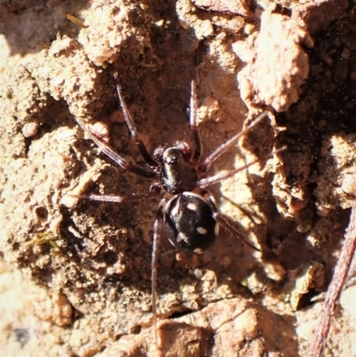 Habronestes bradleyi (Bradley's Ant-Eating Spider) at Mount Painter - 7 Sep 2023 by CathB