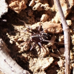 Habronestes bradleyi at Belconnen, ACT - 7 Sep 2023