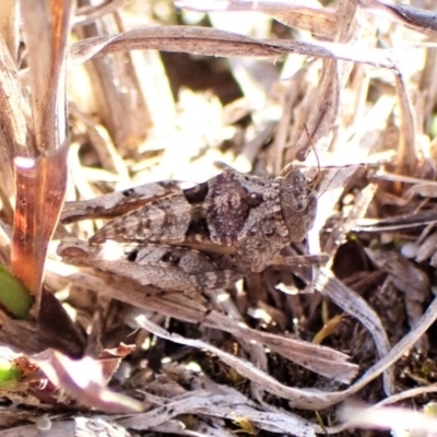 Tetrigidae (family) (Pygmy grasshopper) at Mount Painter - 7 Sep 2023 by CathB