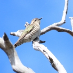 Chrysococcyx basalis (Horsfield's Bronze-Cuckoo) at Mount Majura - 9 Sep 2023 by BenW