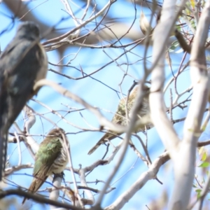 Chrysococcyx basalis at Majura, ACT - 9 Sep 2023