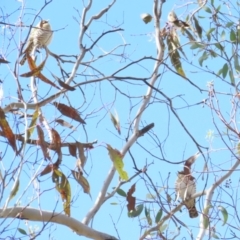 Chrysococcyx basalis at Majura, ACT - 9 Sep 2023