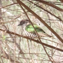 Chrysococcyx lucidus (Shining Bronze-Cuckoo) at Mount Majura - 9 Sep 2023 by BenW