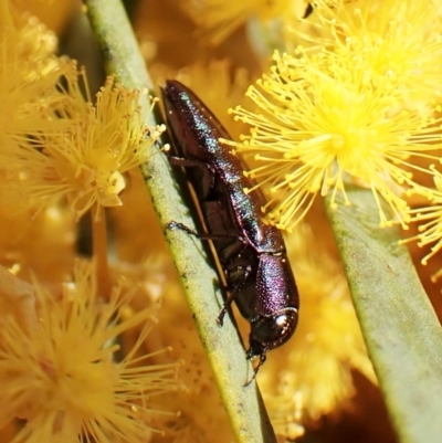 Melobasis thoracica (A jewel beetle) at Mount Painter - 7 Sep 2023 by CathB