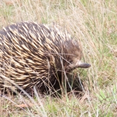 Tachyglossus aculeatus (Short-beaked Echidna) at Gungahlin, ACT - 9 Sep 2023 by BenW