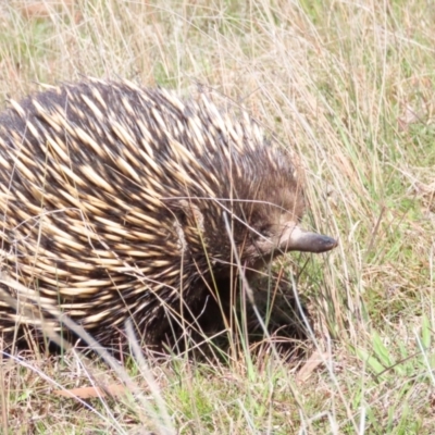 Tachyglossus aculeatus (Short-beaked Echidna) at Mulligans Flat - 9 Sep 2023 by BenW