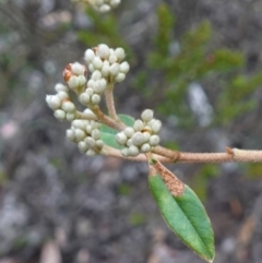 Pomaderris andromedifolia - 1 Jan 1900 by RobG1