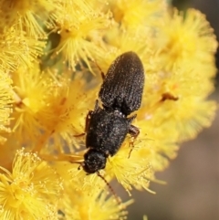 Elateridae sp. (family) (Unidentified click beetle) at Mount Painter - 8 Sep 2023 by CathB