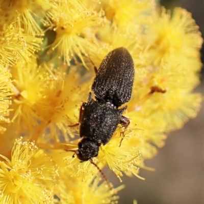 Elateridae sp. (family) (Unidentified click beetle) at Mount Painter - 8 Sep 2023 by CathB