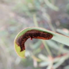 Mnesampela comarcha (Dry-leaf Gum Moth) at Mount Painter - 9 Sep 2023 by CathB