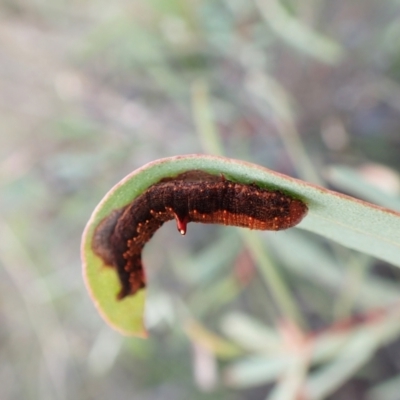 Mnesampela comarcha (Dry-leaf Gum Moth) at Mount Painter - 10 Sep 2023 by CathB