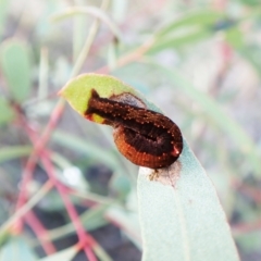 Mnesampela comarcha at Mount Painter - 10 Sep 2023 09:57 AM