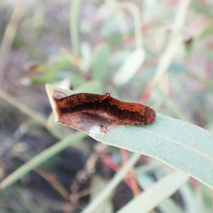 Mnesampela comarcha at Mount Painter - 10 Sep 2023