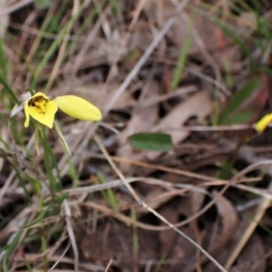 Diuris chryseopsis at Belconnen, ACT - 7 Sep 2023