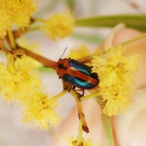 Calomela curtisi at Belconnen, ACT - 7 Sep 2023 03:56 PM