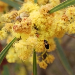 Sarothrocrepis civica at Belconnen, ACT - 7 Sep 2023