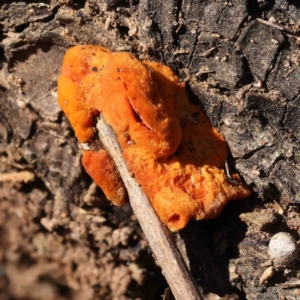 Trametes coccinea at Canberra Central, ACT - 9 Sep 2023