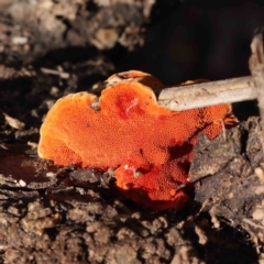 Trametes coccinea at Canberra Central, ACT - 9 Sep 2023