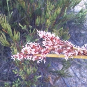 Lepidosperma sp. at Charleys Forest, NSW - suppressed