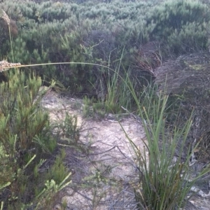 Lepidosperma sp. at Charleys Forest, NSW - suppressed