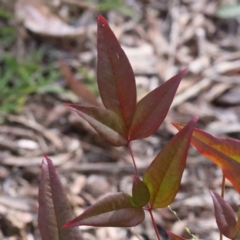 Nandina domestica (Sacred Bamboo) at Canberra Central, ACT - 9 Sep 2023 by ConBoekel
