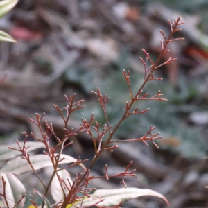 Nandina domestica at Canberra Central, ACT - 9 Sep 2023