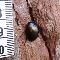 Chalcopteroides cupripennis at Belconnen, ACT - 7 Sep 2023 04:23 PM