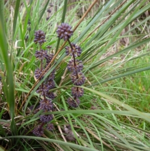 Lomandra multiflora at Charleys Forest, NSW - suppressed