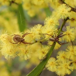 Salsa fuliginata at Belconnen, ACT - 7 Sep 2023