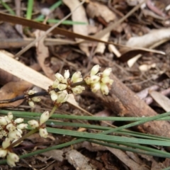 Lomandra (genus) (A Matrush) at Charleys Forest, NSW - 29 Nov 2009 by arjay