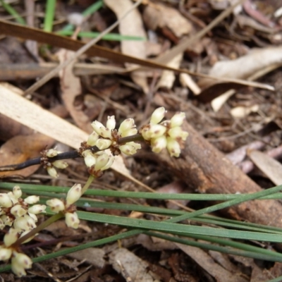 Lomandra (genus) (A Matrush) at Charleys Forest, NSW - 29 Nov 2009 by arjay