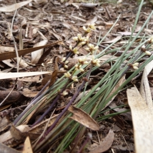 Lomandra sp. at Charleys Forest, NSW - suppressed