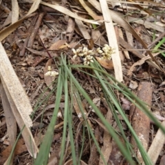 Lomandra sp. at Charleys Forest, NSW - suppressed