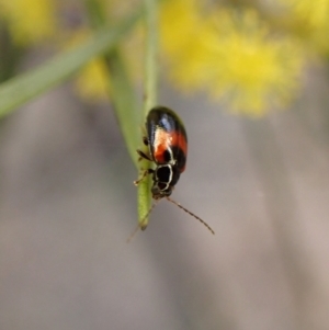 Monolepta minima at Belconnen, ACT - 7 Sep 2023