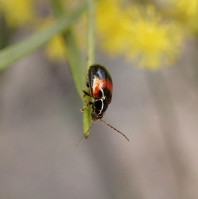 Monolepta minima (Leaf beetle) at Belconnen, ACT - 7 Sep 2023 by CathB