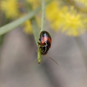 Monolepta minima at Belconnen, ACT - 7 Sep 2023