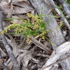 Lomandra filiformis (Wattle Mat-rush) at Charleys Forest, NSW - 14 Dec 2013 by arjay