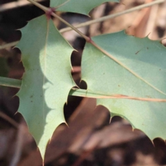 Ilex aquifolium (Holly) at Caladenia Forest, O'Connor - 9 Sep 2023 by ConBoekel