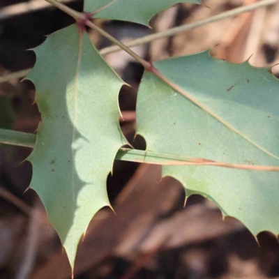 Ilex aquifolium (Holly) at Canberra Central, ACT - 9 Sep 2023 by ConBoekel