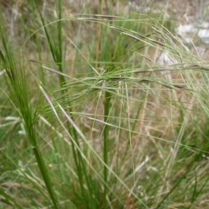 Austrostipa sp. at Charleys Forest, NSW - suppressed