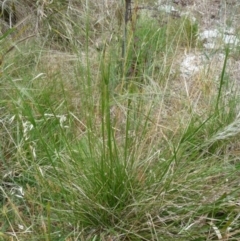 Austrostipa sp. at Charleys Forest, NSW - suppressed