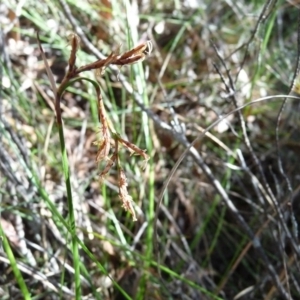 Lepidosperma sp. at Charleys Forest, NSW - suppressed