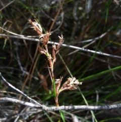 Lepidosperma sp. at Charleys Forest, NSW - suppressed