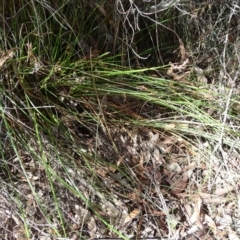 Lepidosperma sp. at Charleys Forest, NSW - suppressed