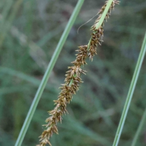 Carex appressa at Canberra Central, ACT - 9 Sep 2023