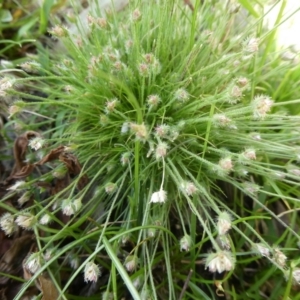 Centrolepis strigosa at Charleys Forest, NSW - 22 Nov 2022